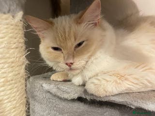 Ragdoll cats 4 Ragdoll kittens - Advert 1