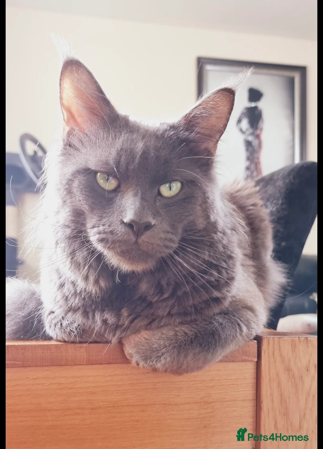 Maine Coon cats for stud: Maine Coon Stud - Advert 9