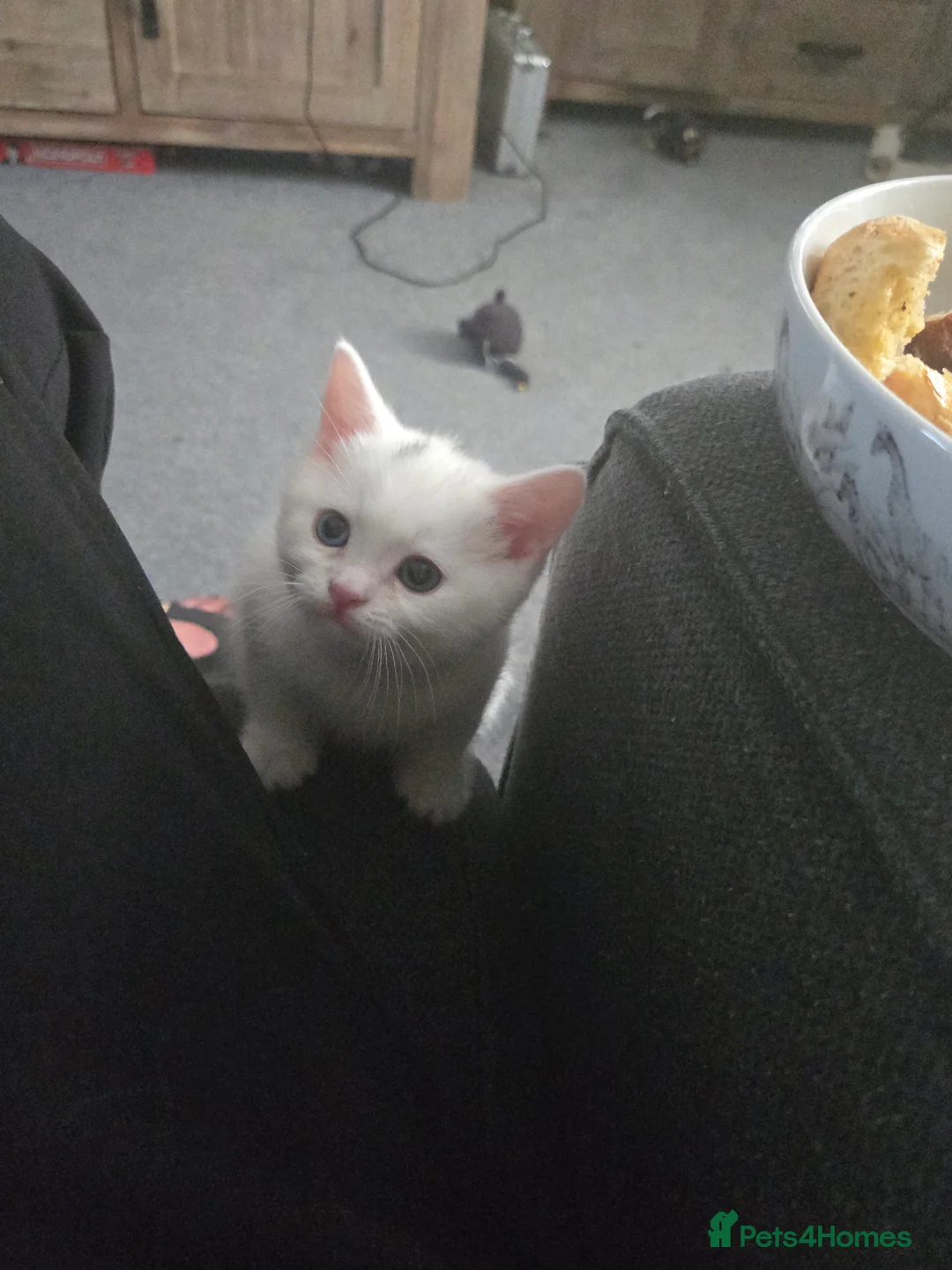 British Shorthair cats for sale: White Persian x chocolate BSH kittens in Canterbury - Advert 2