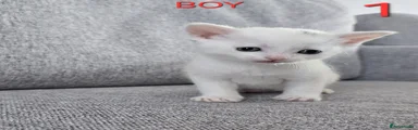 Mixed Breed Kitten 1