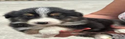 Border Collie dogs for sale: Stunning border collie pups  - Advert 2