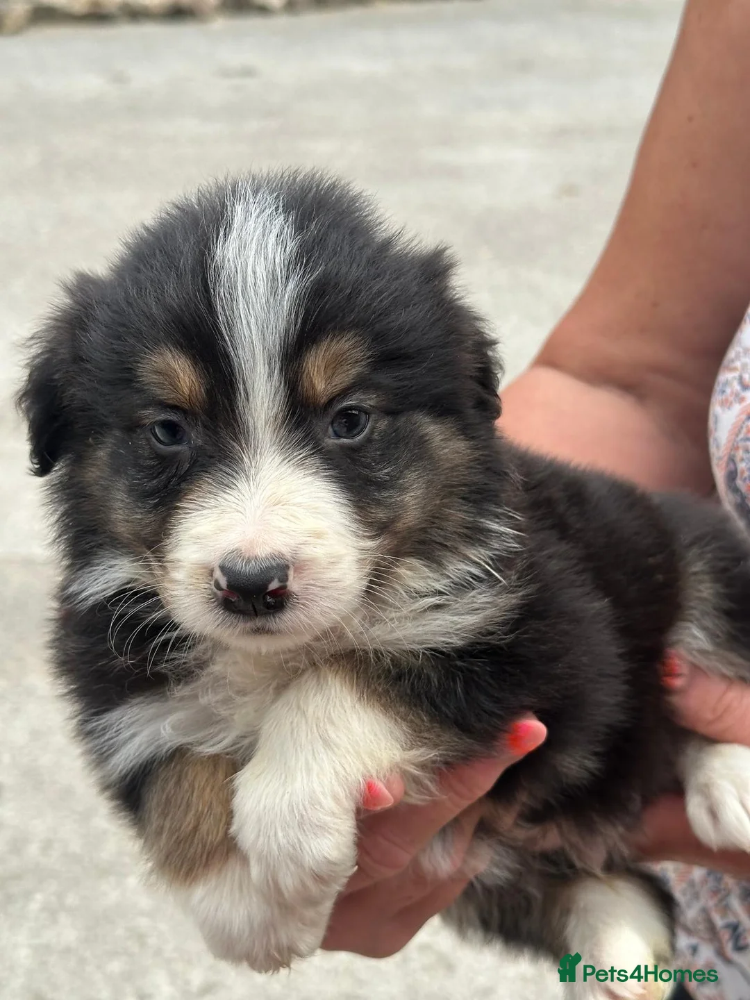 Border Collie dogs for sale: Stunning border collie pups  - Advert 2