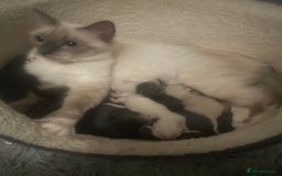 Ragdoll cats for sale: Beautiful Ragdoll kittens  - Image 4