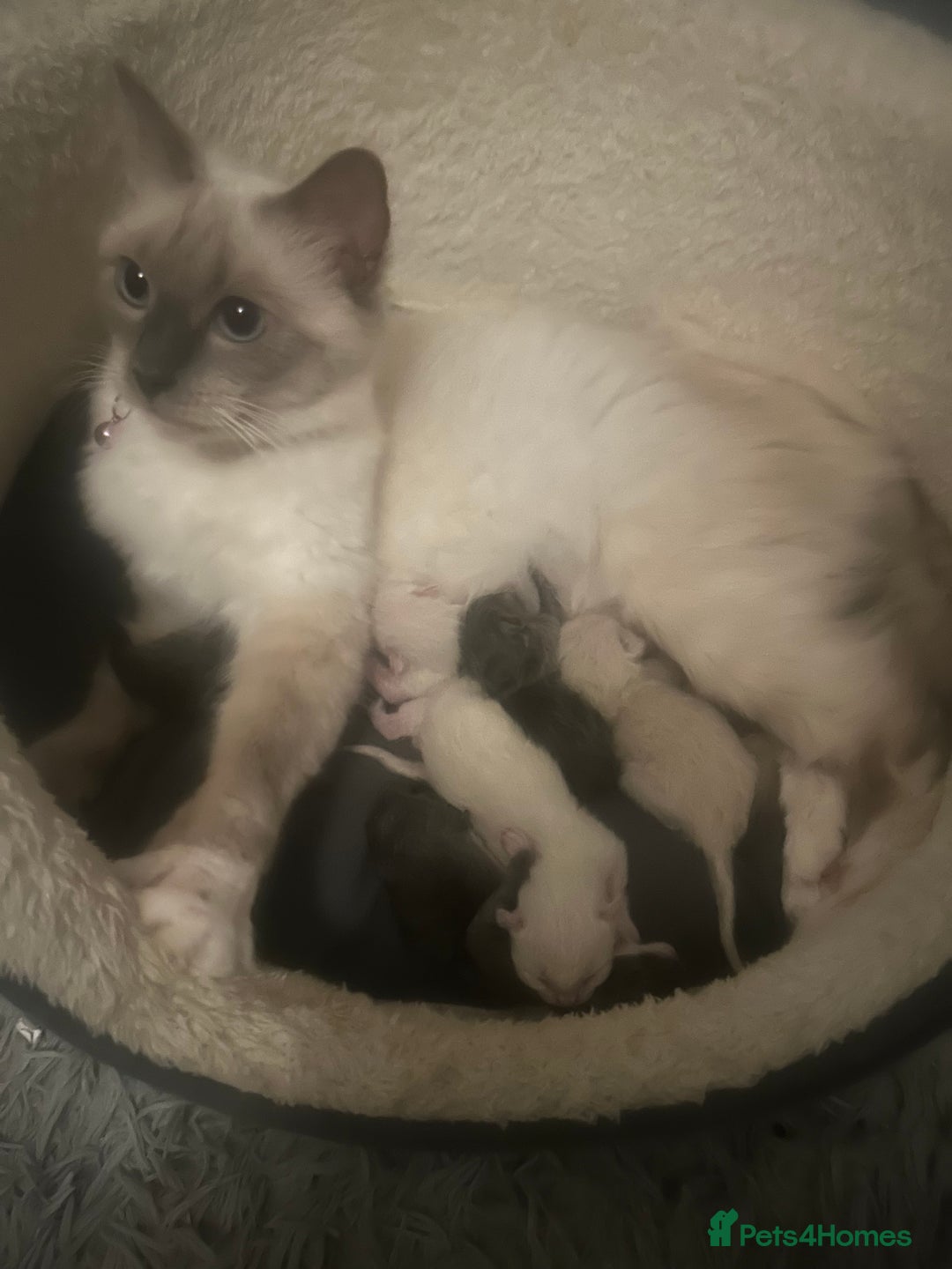 Ragdoll cats for sale: Beautiful Ragdoll kittens  - Image 4