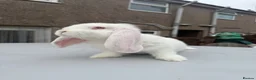 French Lop rabbits for sale: Giant French lops  - Advert 6