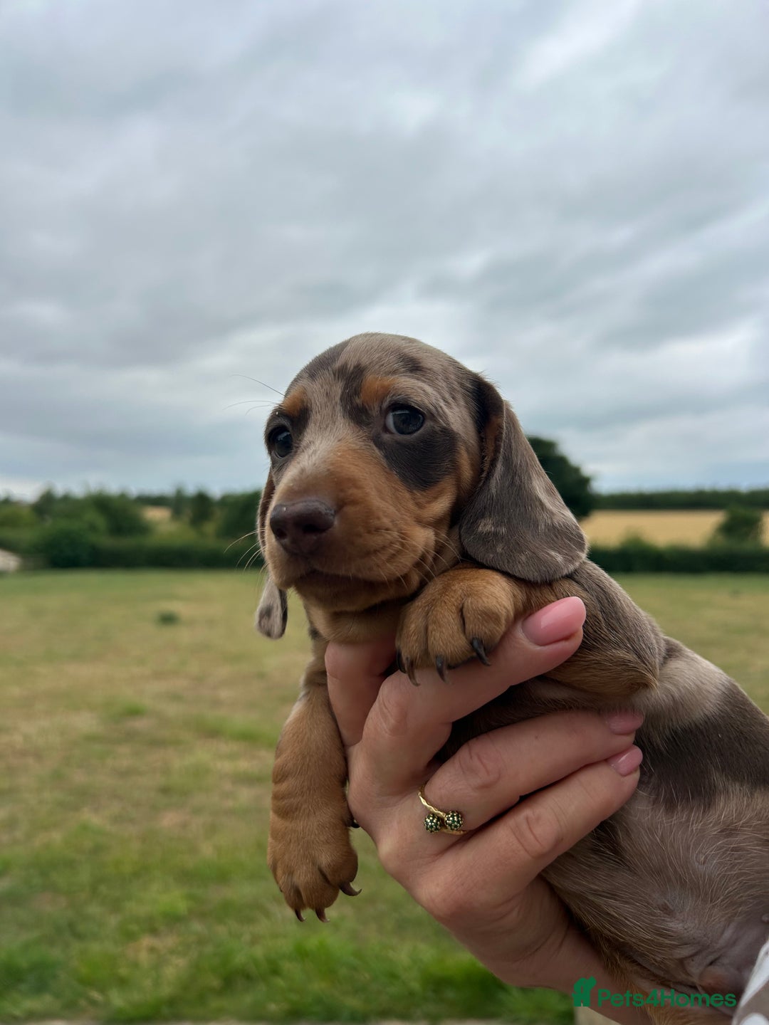 Miniature Dachshund dogs for sale: Quality KC reg, PRA clear miniature dachshunds! - Image 4