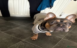 French Bulldog dogs for sale: Frenchi for sale beautiful markings 750  - Image 3