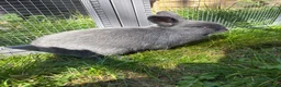 Netherland Dwarf rabbits for sale: Netherland Dwarf Rabbit for Sale🐰 in Sleaford - Advert 6