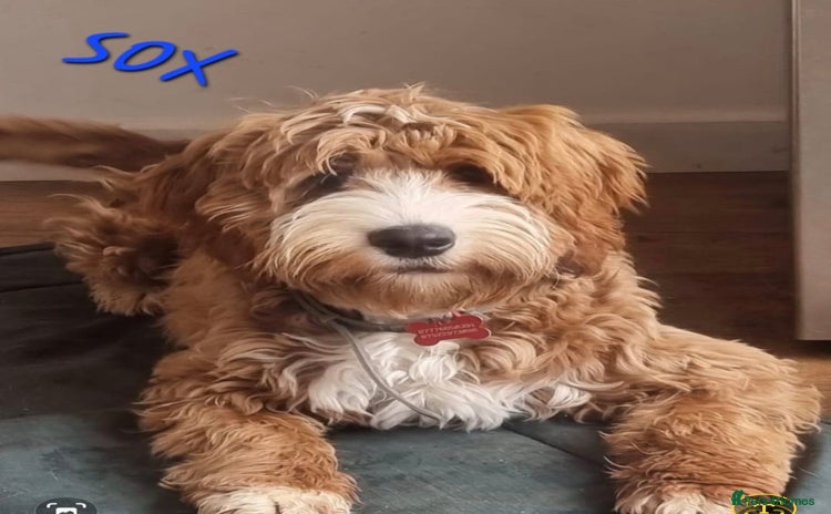 Mixed Breed dogs - Advert 2