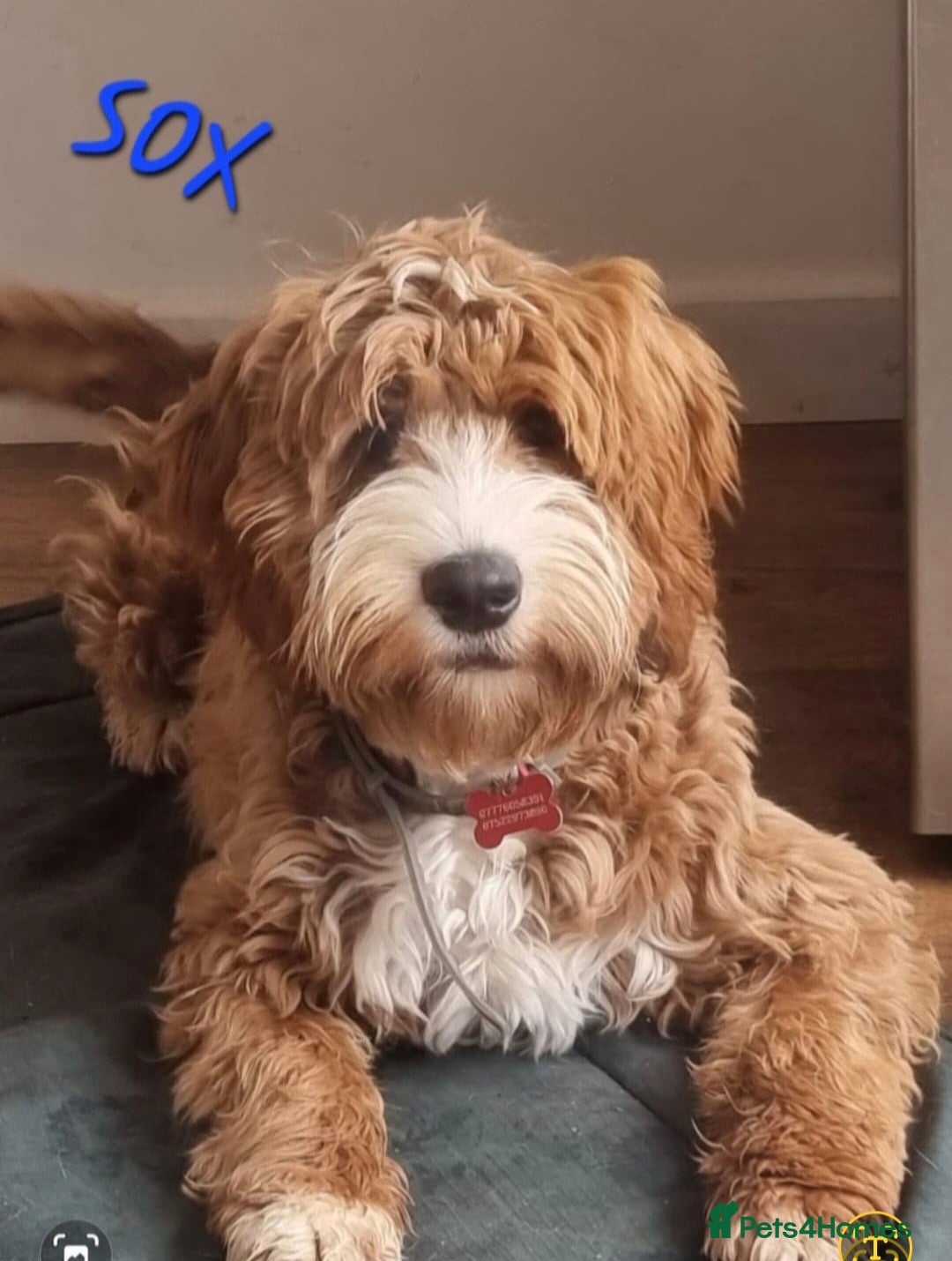 Mixed Breed dogs for sale: Stunning Red&White Doodle-Trained - Image 1