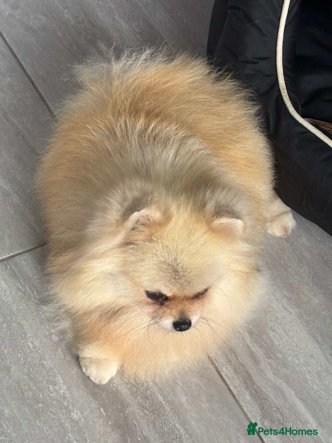 Pomeranian dogs for sale: Stunning Cream Girl for sale - Advert 5