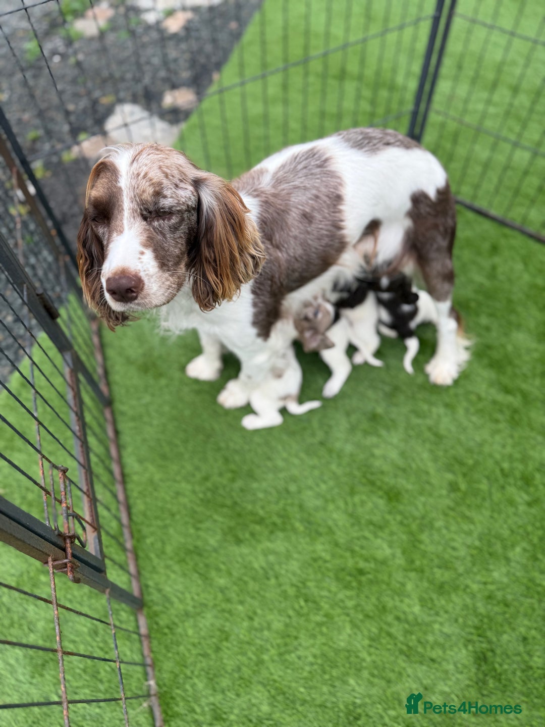 Cocker Spaniel dogs for sale: English cocker spaniel puppies - Image 18