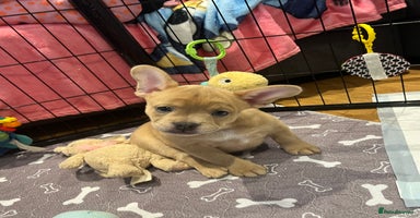 Mixed Breed dogs - Advert 4