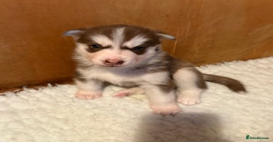 Siberian Husky dogs - Advert 5