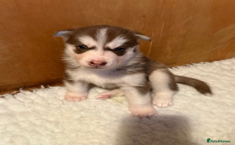 Siberian Husky dogs - Advert 10