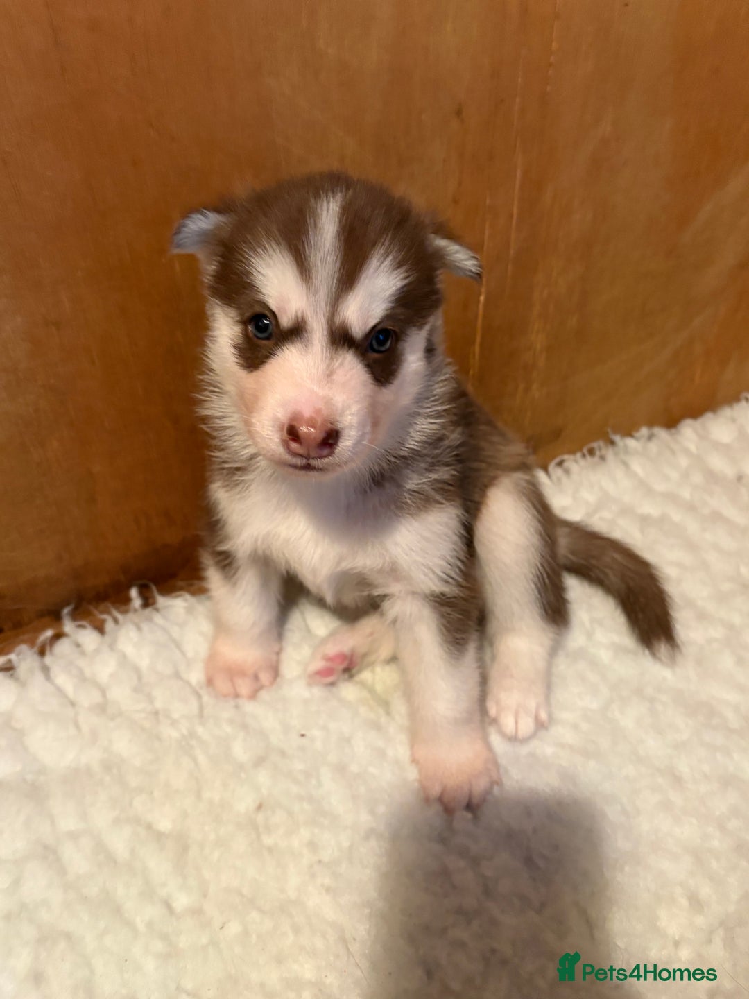 Siberian Husky dogs for sale: Red puppies - Image 2