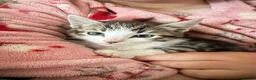 Mixed Breed cats for sale: Beautiful Kittens For Sale  in Blackwood - Advert 2