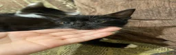 Mixed Breed cats for sale: Kittens ready to leaven 💕 - Advert 18