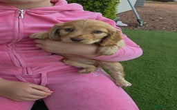 Cockapoo dogs for sale: Cockapoo puppys for sale - Image 1