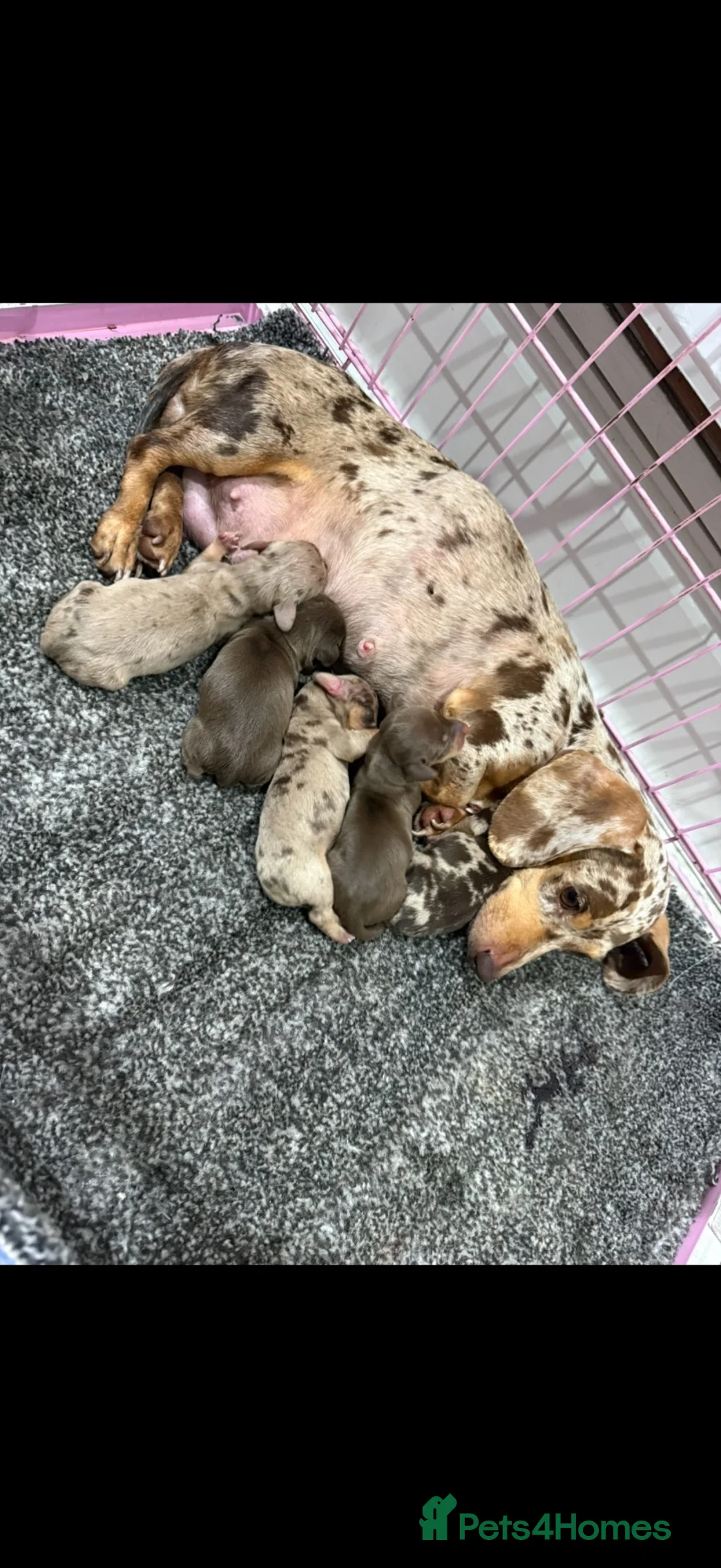 Dachshund dogs for sale: Miniature dachshunds  - Advert 25