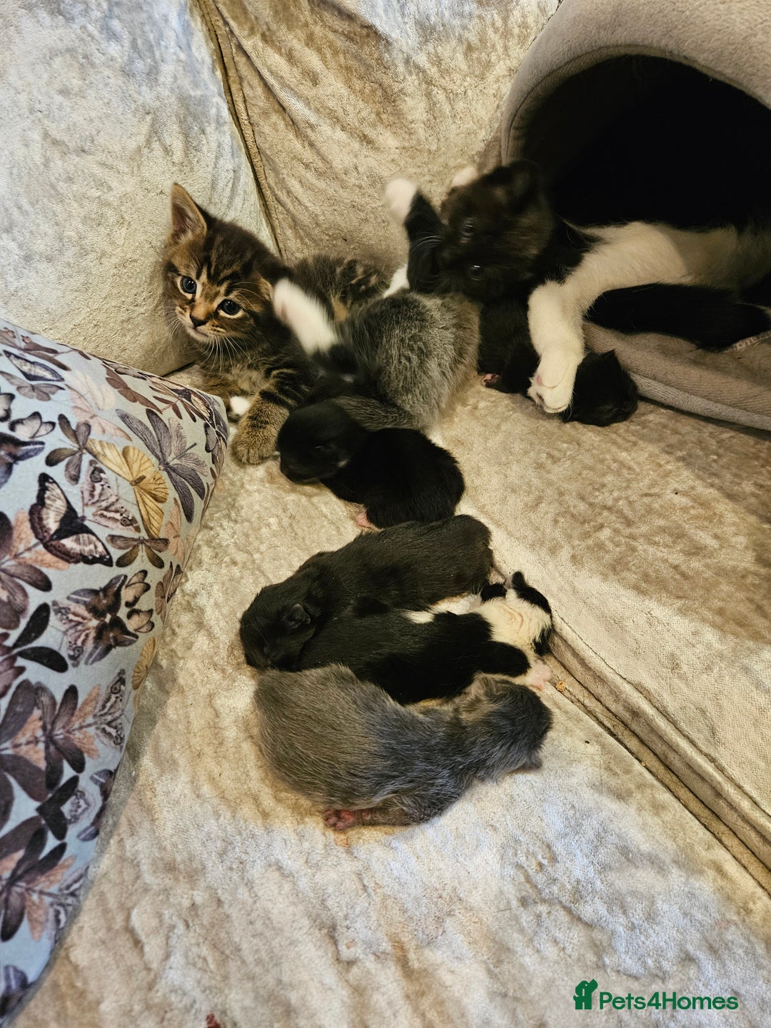 Mixed Breed cats for sale: Free kitten - Image 6