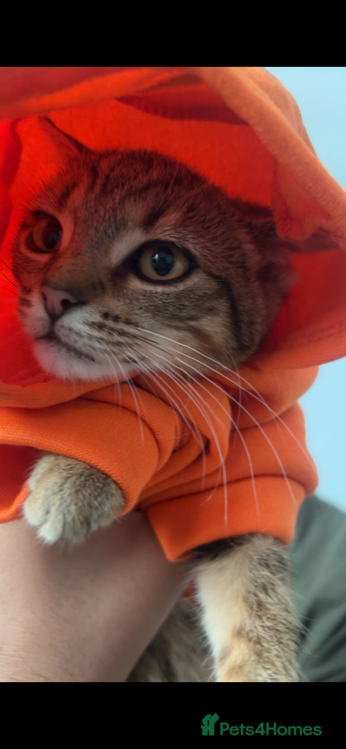 Domestic Shorthair cats Nina - Beautiful 2 Year Old Loving Girl Cat😻🩷 - Advert 4