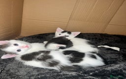 Mixed Breed cats for sale: 3 kittens looking for forever homes  - Image 1
