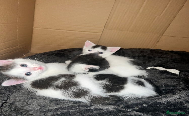 Mixed Breed cats - Advert 1