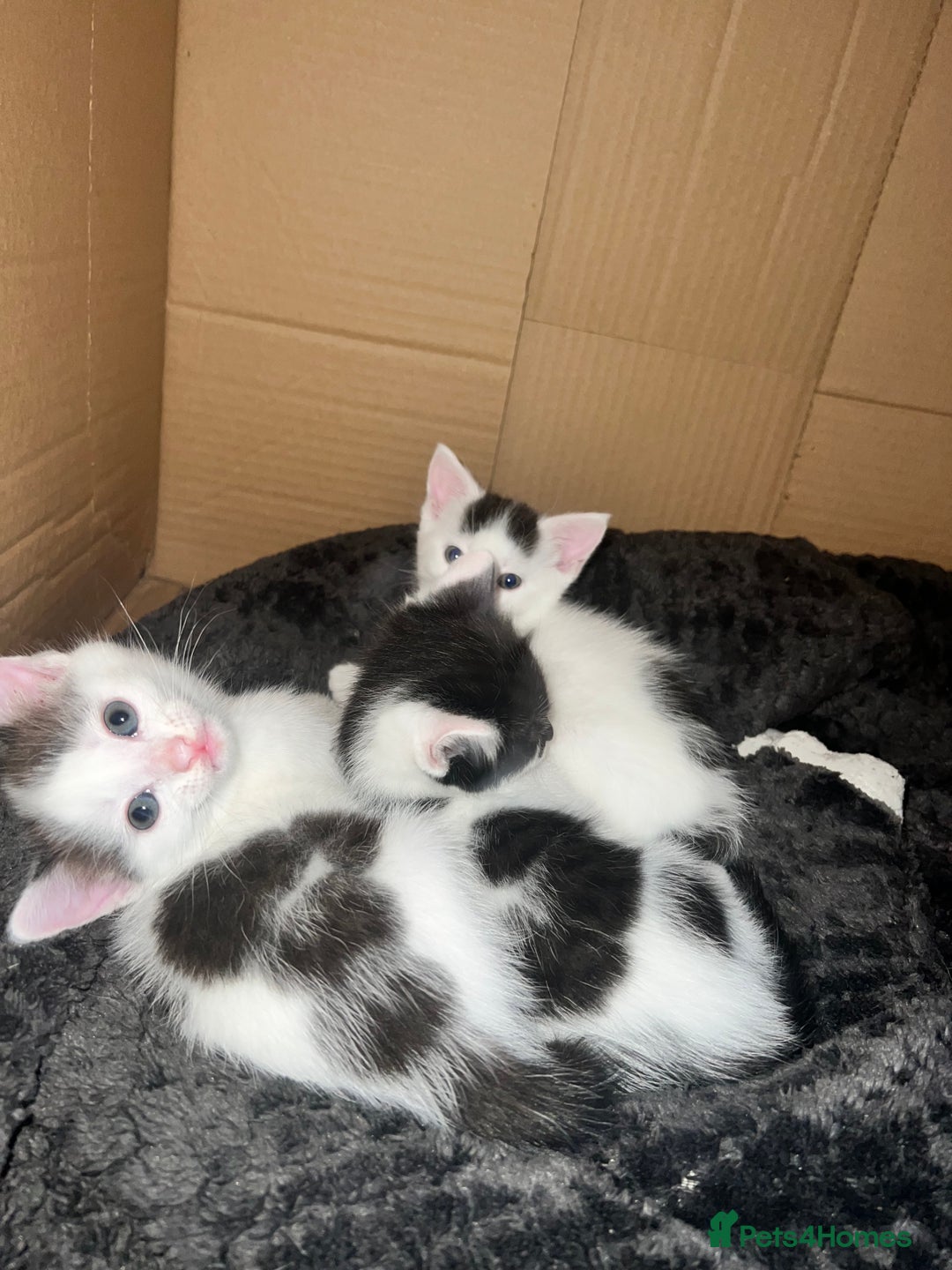 Mixed Breed cats for sale: 3 kittens looking for forever homes  - Image 1