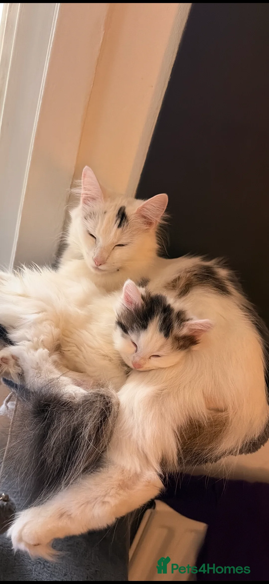 Mixed Breed cats for sale: 1 boy and 1 girl kitten 8 weeks old - Advert 8