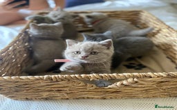British Shorthair cats for sale: LAST 2 FEMALE kittens British shorthair kittens  in Maidstone - Image 4