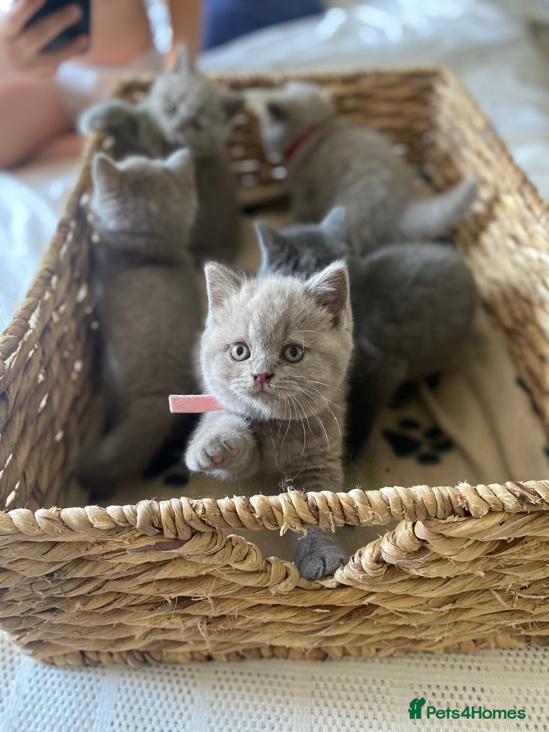 British Shorthair cats for sale: LAST 2 FEMALE kittens British shorthair kittens  in Maidstone - Image 4