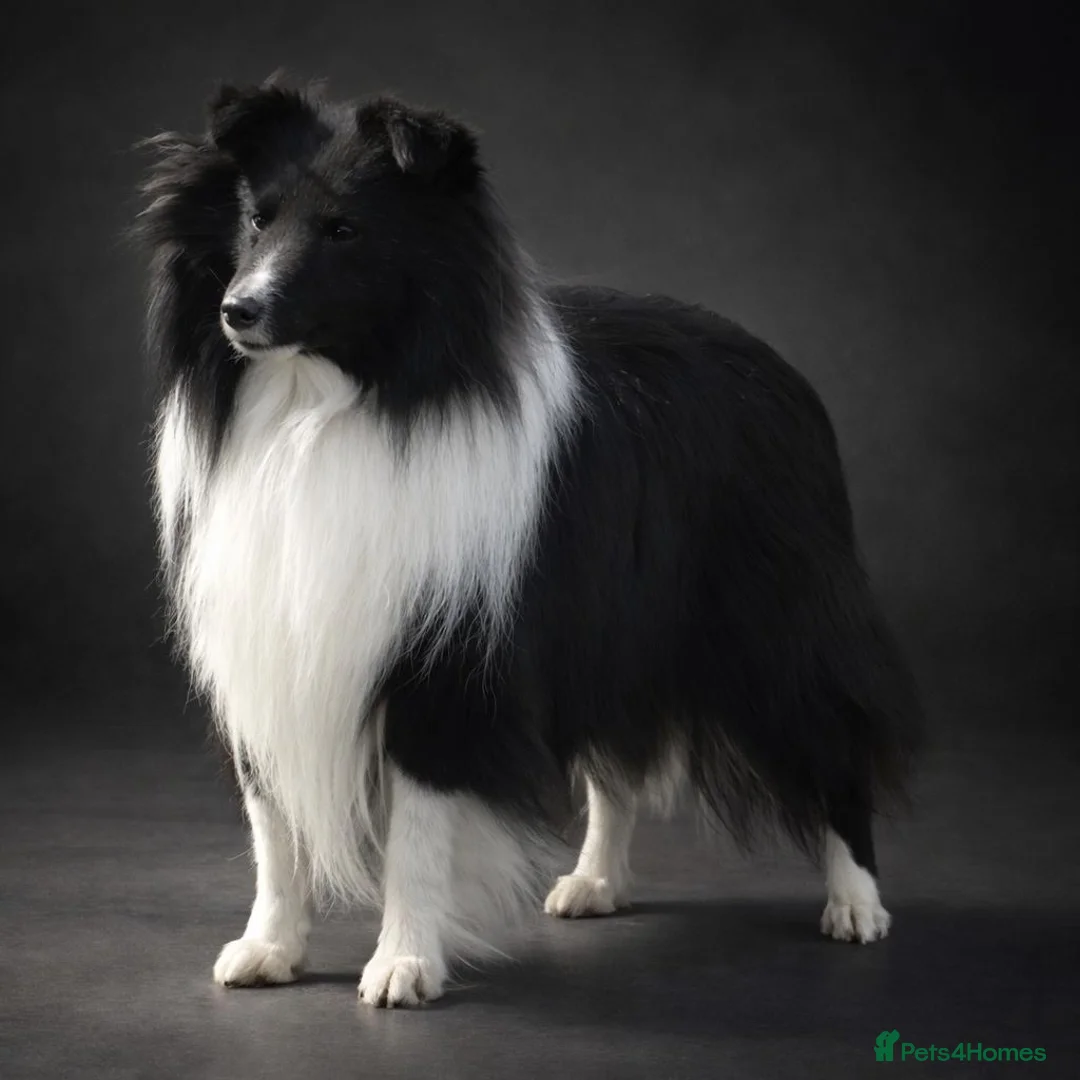 Shetland Sheepdog dogs for sale:  Last Available Boy – Unique Bi-Eyed Puppy💙🤎 - Advert 14