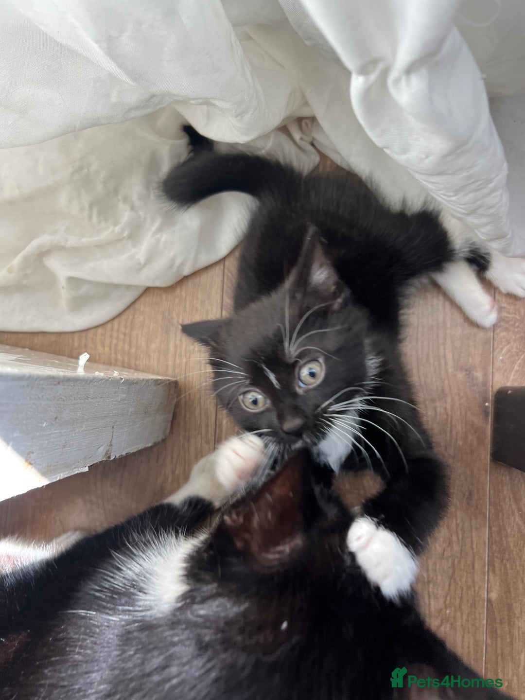 Mixed Breed cats for sale: GORGEOUS BOYS NEEDING HOMES - Image 7