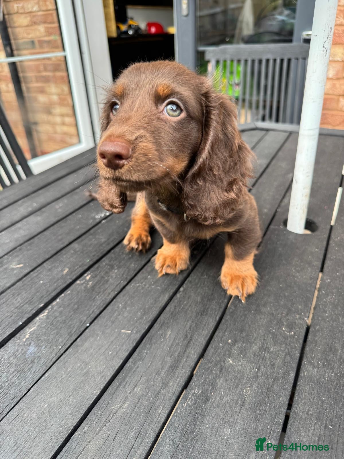 Miniature Dachshund dogs Long Haired Miniature Dachshund  - Advert 2