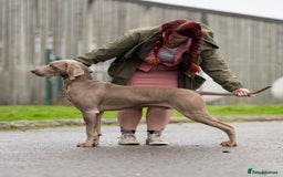 Weimaraner dogs for stud: Proven Stunning kc registered weimaraner for stud  in West Bromwich - Image 4