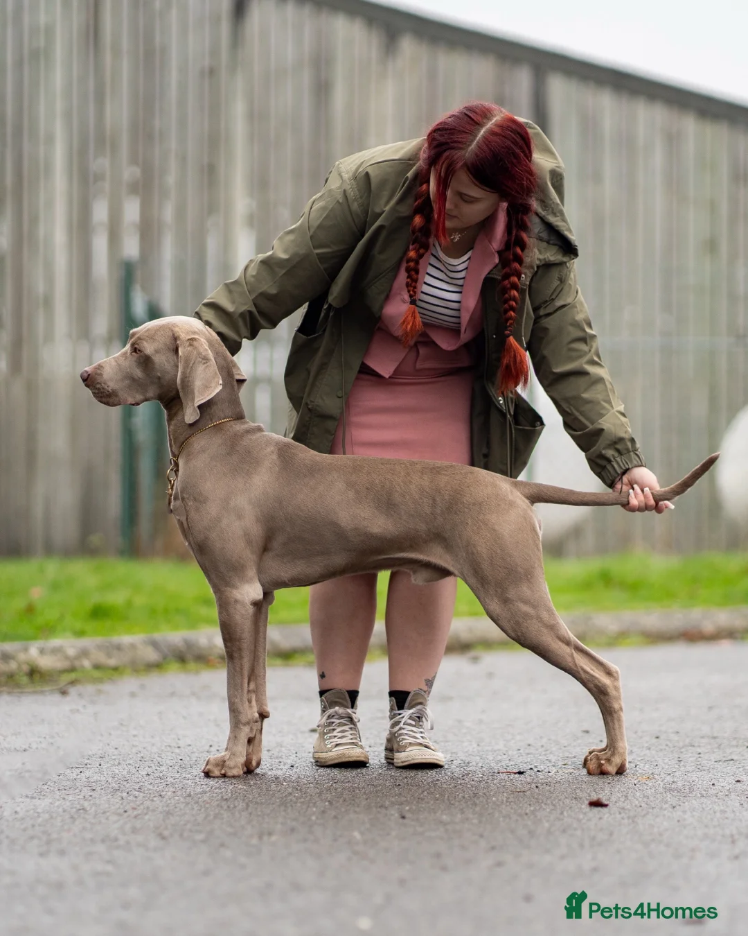 Weimaraner dogs for stud: Proven Stunning kc registered weimaraner for stud  in West Bromwich - Advert 4