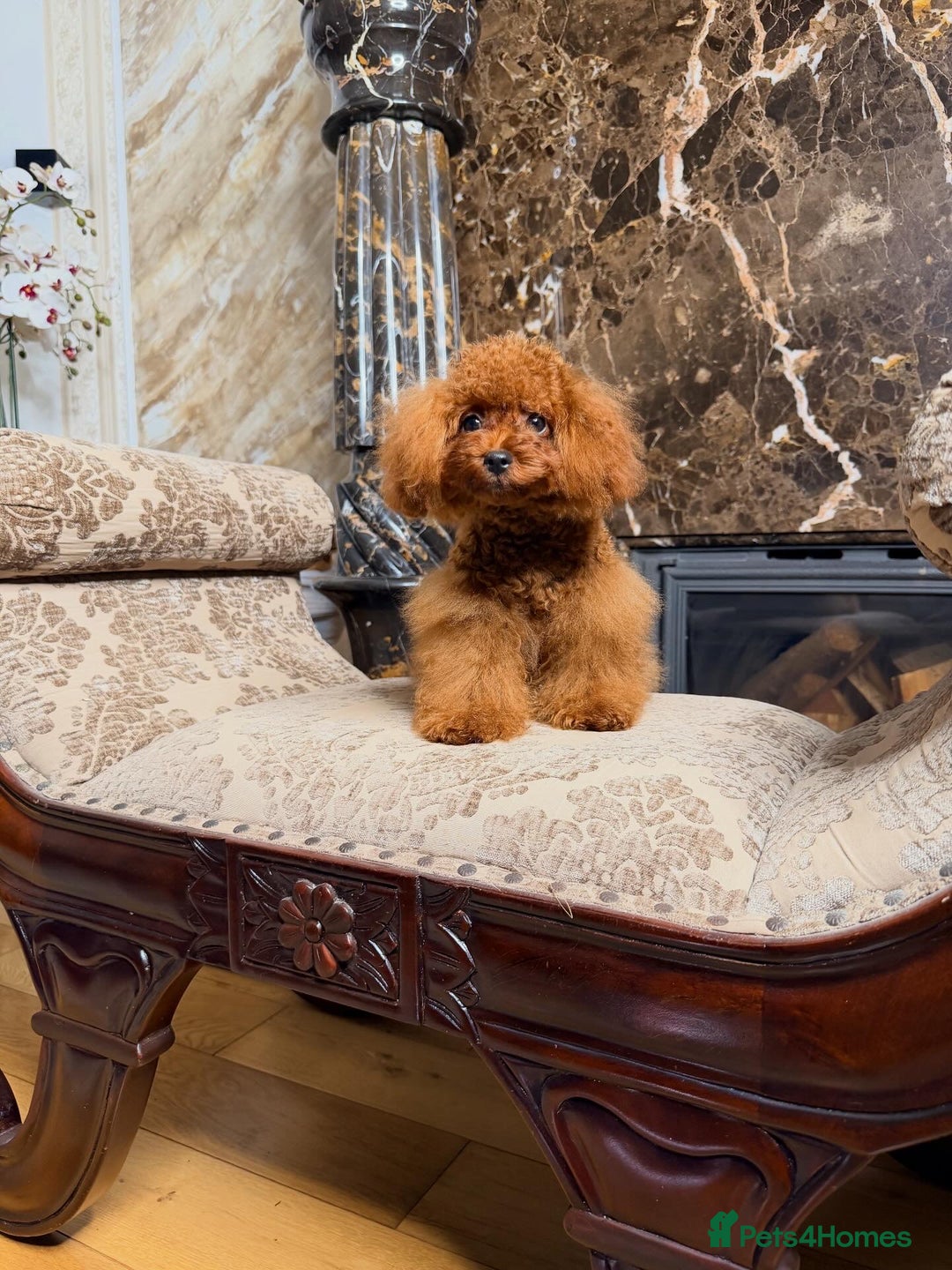 Toy Poodle dogs for sale: Asian micro poodle Boy - Image 2