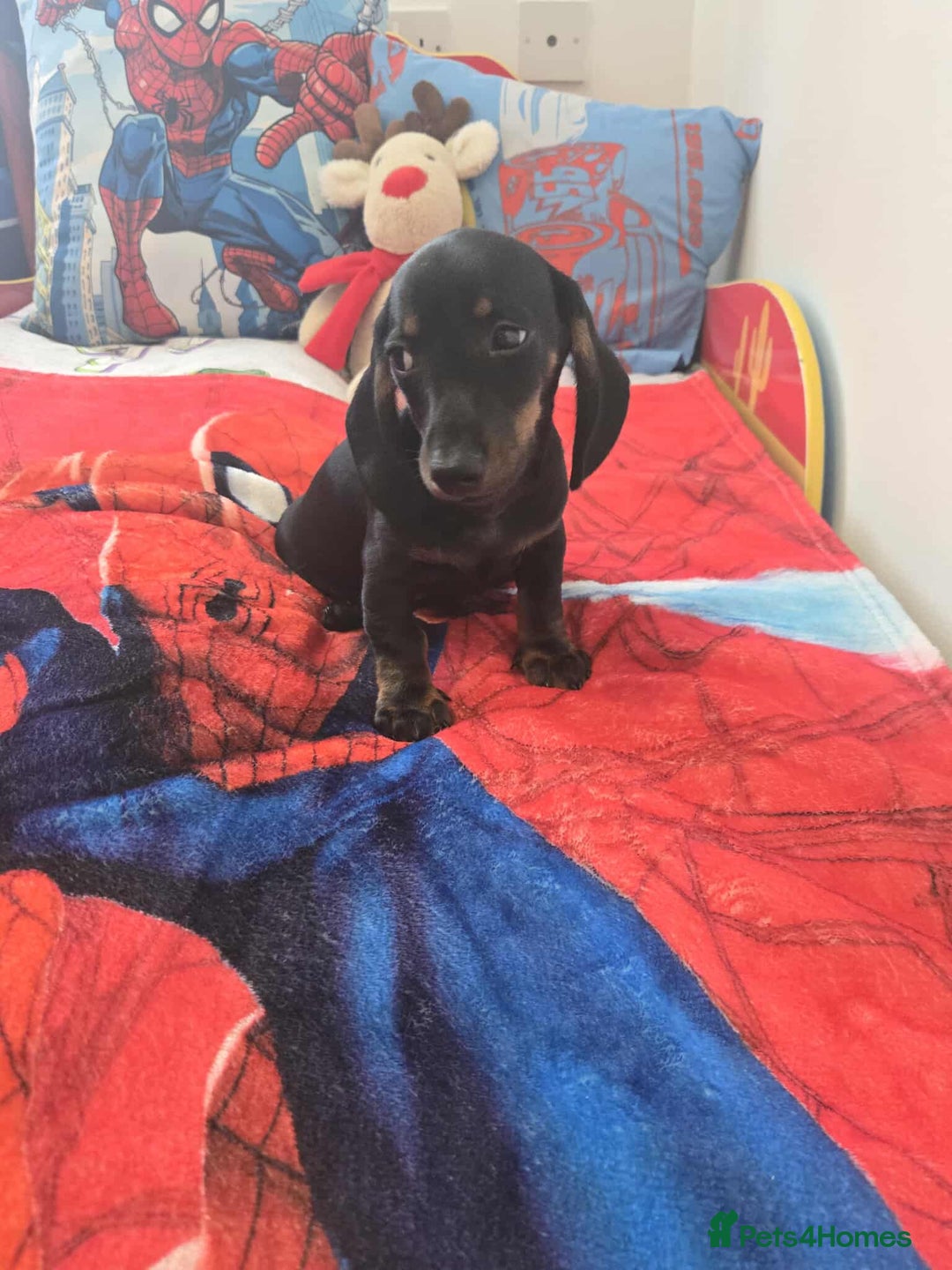 Dachshund dogs for sale: 1 male dachund pup left for sale  - Image 6