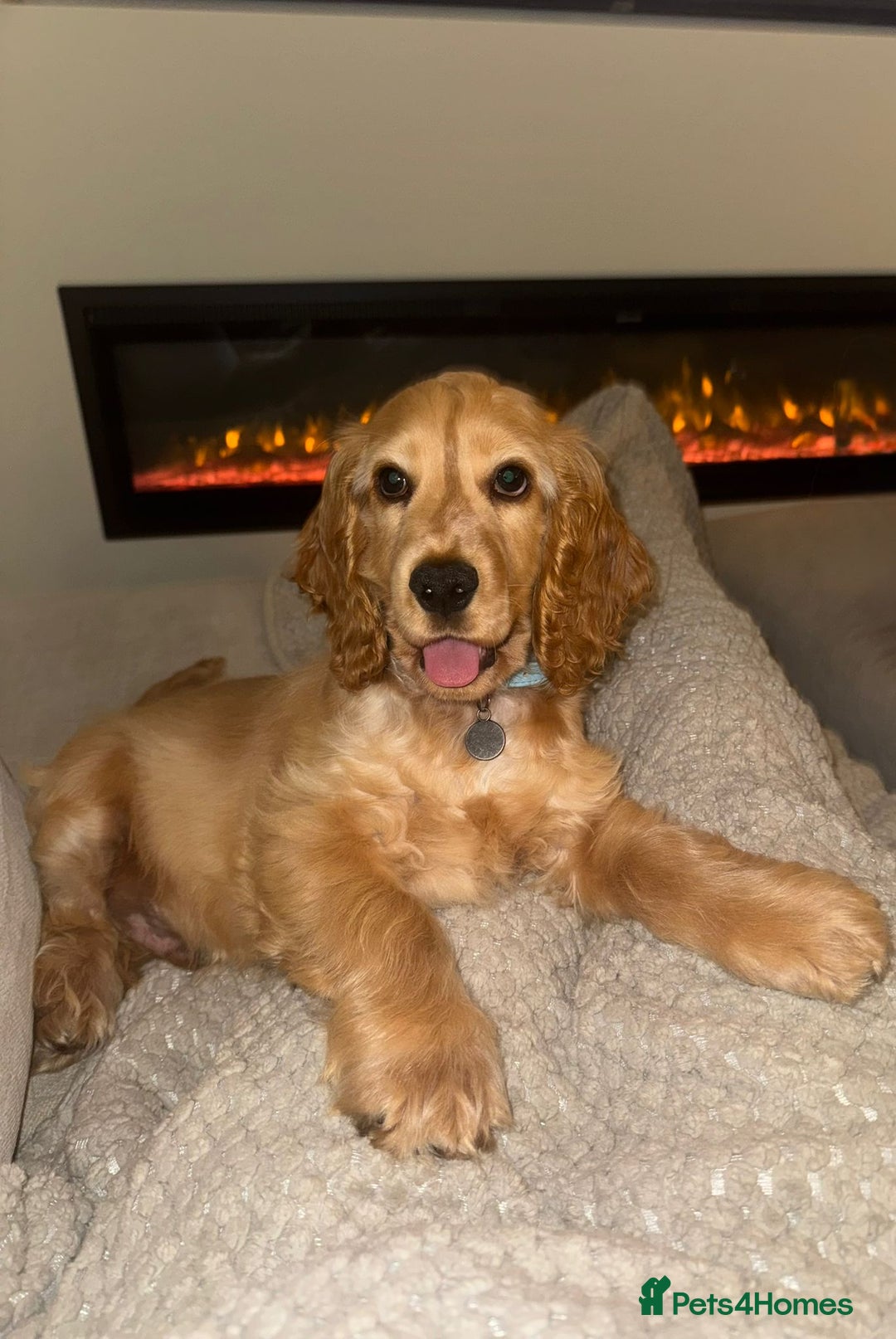 Cocker Spaniel dogs for sale: KC reg show cocker male  - Advert 2