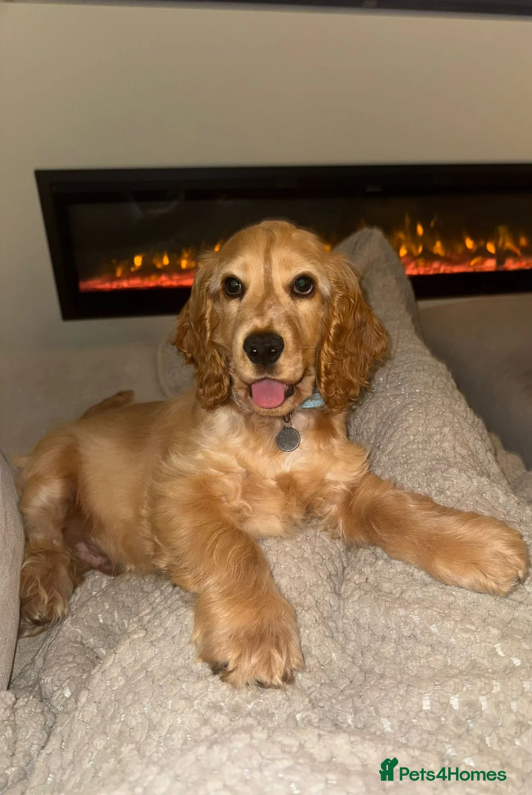 Cocker Spaniel dogs for sale: KC reg show cocker male  - Advert 2