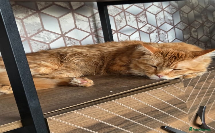 Maine Coon cats - Advert 1