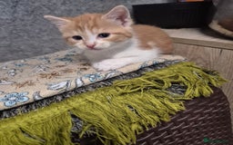 Mixed Breed cats for sale: Friendly kitten - Image 2
