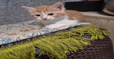 Mixed Breed cats - Advert 5