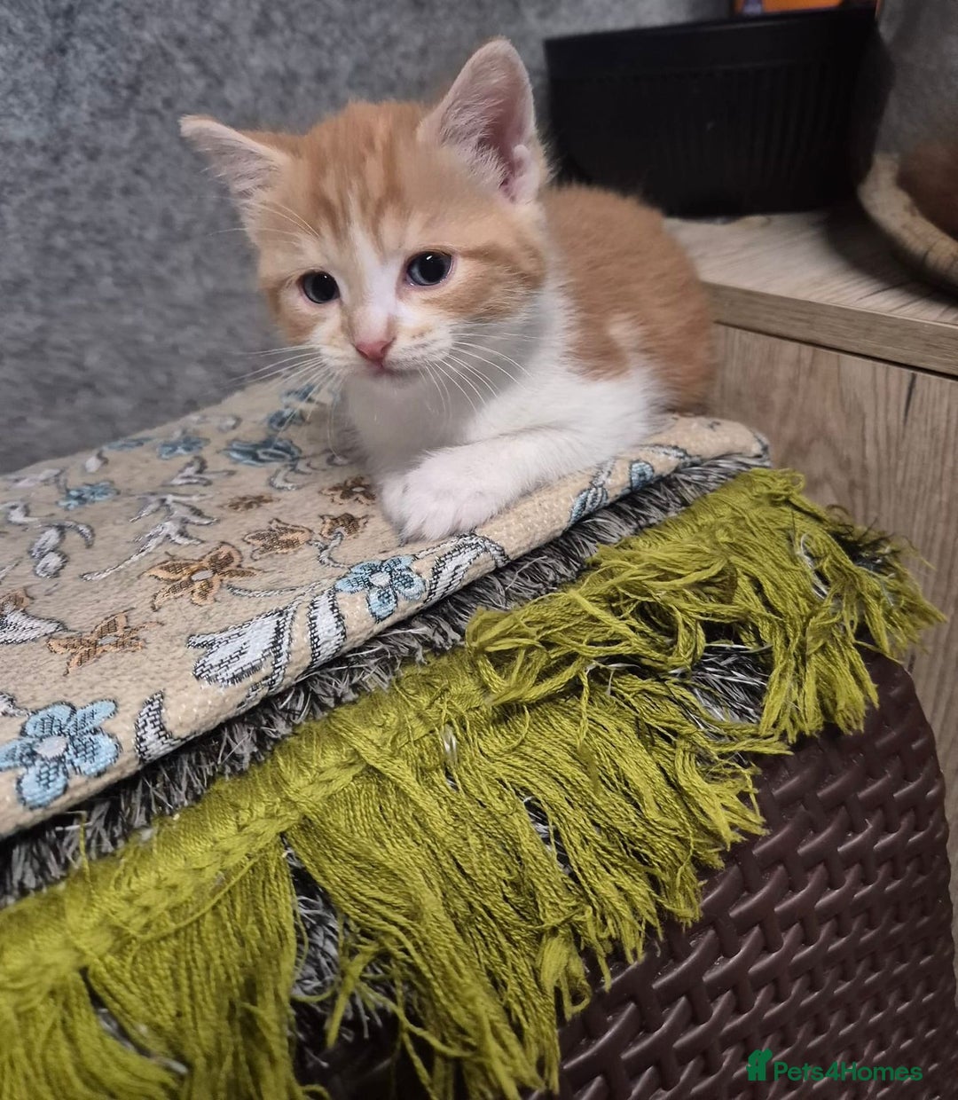 Mixed Breed cats for sale: Friendly kitten - Image 2