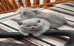 British Shorthair cats for sale: British Shorthair Kittens - Image 1