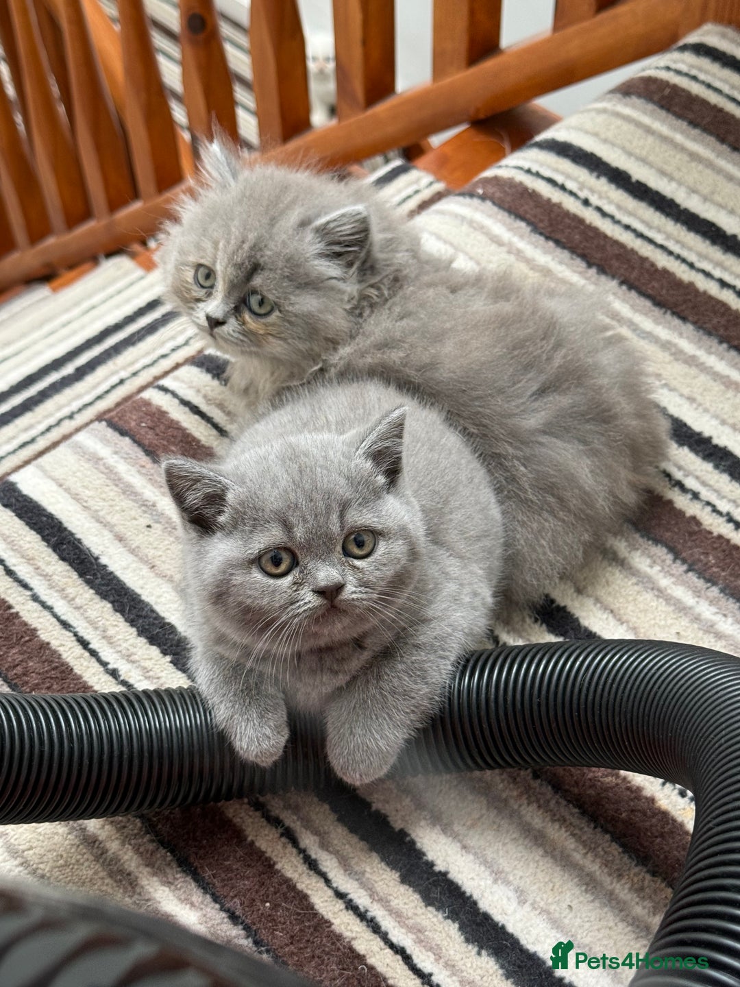 British Shorthair cats for sale: British Shorthair Kittens - Image 1