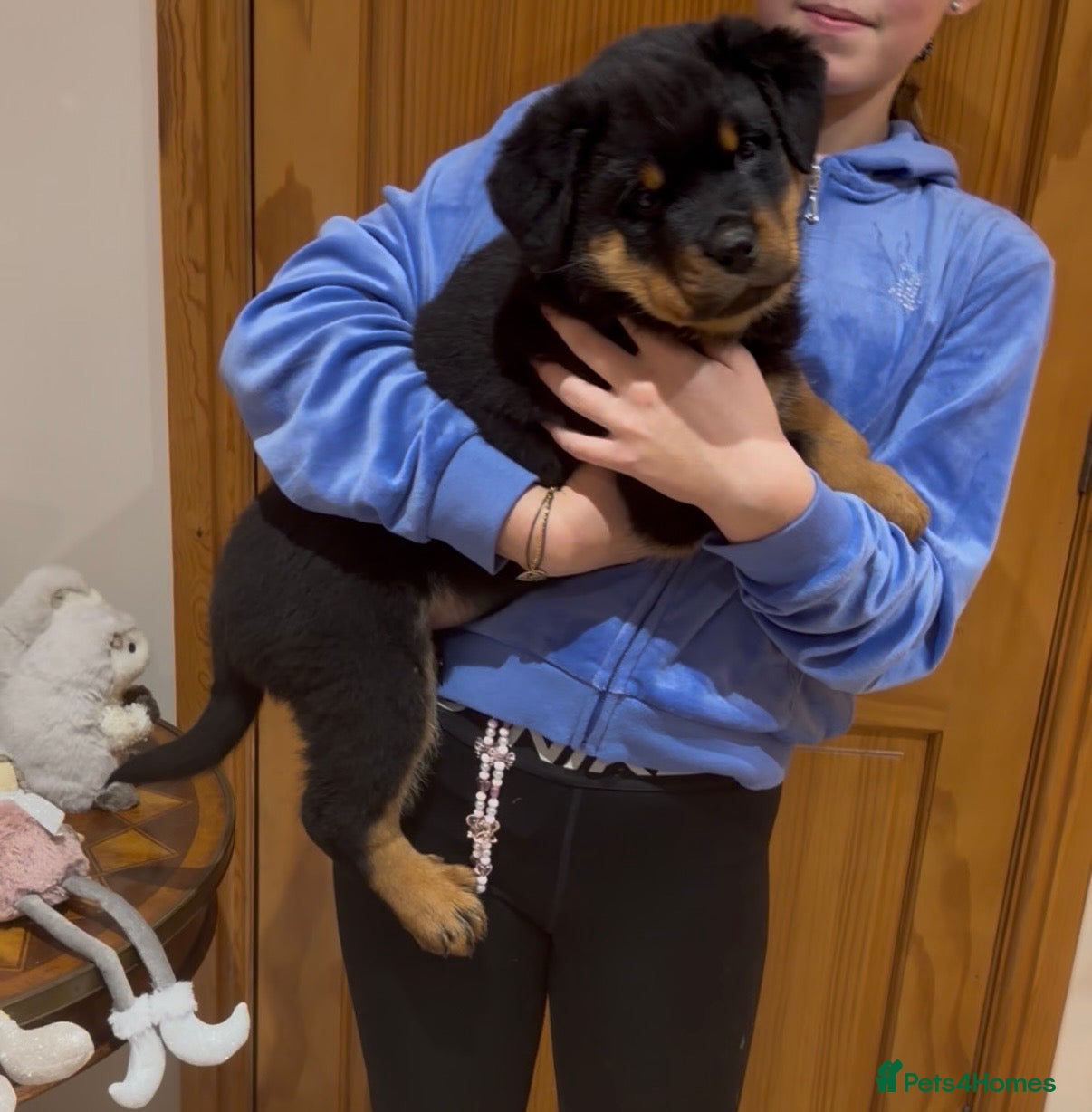 Rottweiler dogs READY NOW 2 female Rottweiler puppies - Advert 11