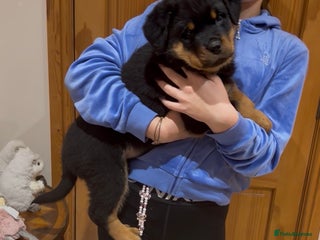 Rottweiler dogs READY NOW 2 female Rottweiler puppies - Advert 11
