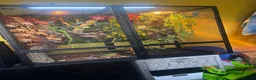 Chameleon reptiles for sale: Male panther chameleon in Birmingham - Advert 4